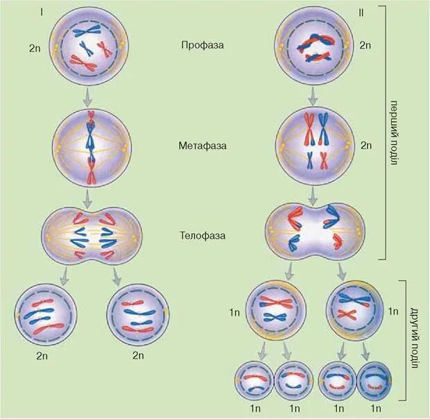 Количество хромосом в дочерних клетках мейоз. Схемы фаз митоза и мейоза. Схема митоза и мейоза. Схема деления клетки митоз и мейоз. Деление клетки мейоз схема.