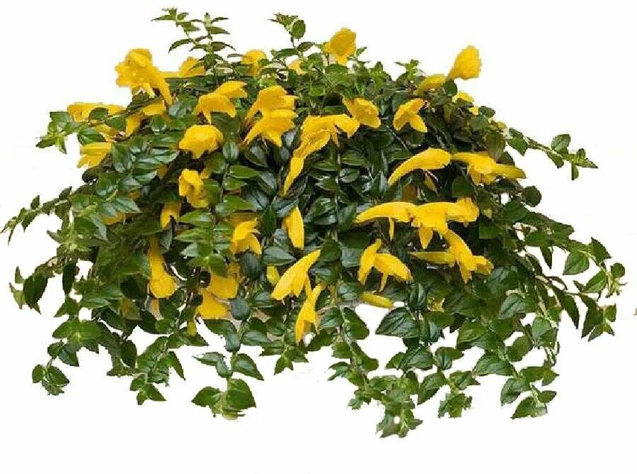 Желтый комнатный цветок фото и название Lantana CAMARA или Лантана Камара (семена)