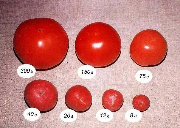 Помидоры сколько есть. Помидор черри вес 1 шт. 1 Помидор сколько грамм. Помидор черри средний вес 1 шт. Сколько грамм весит 1 помидор.