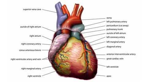 Heart с английского на русский