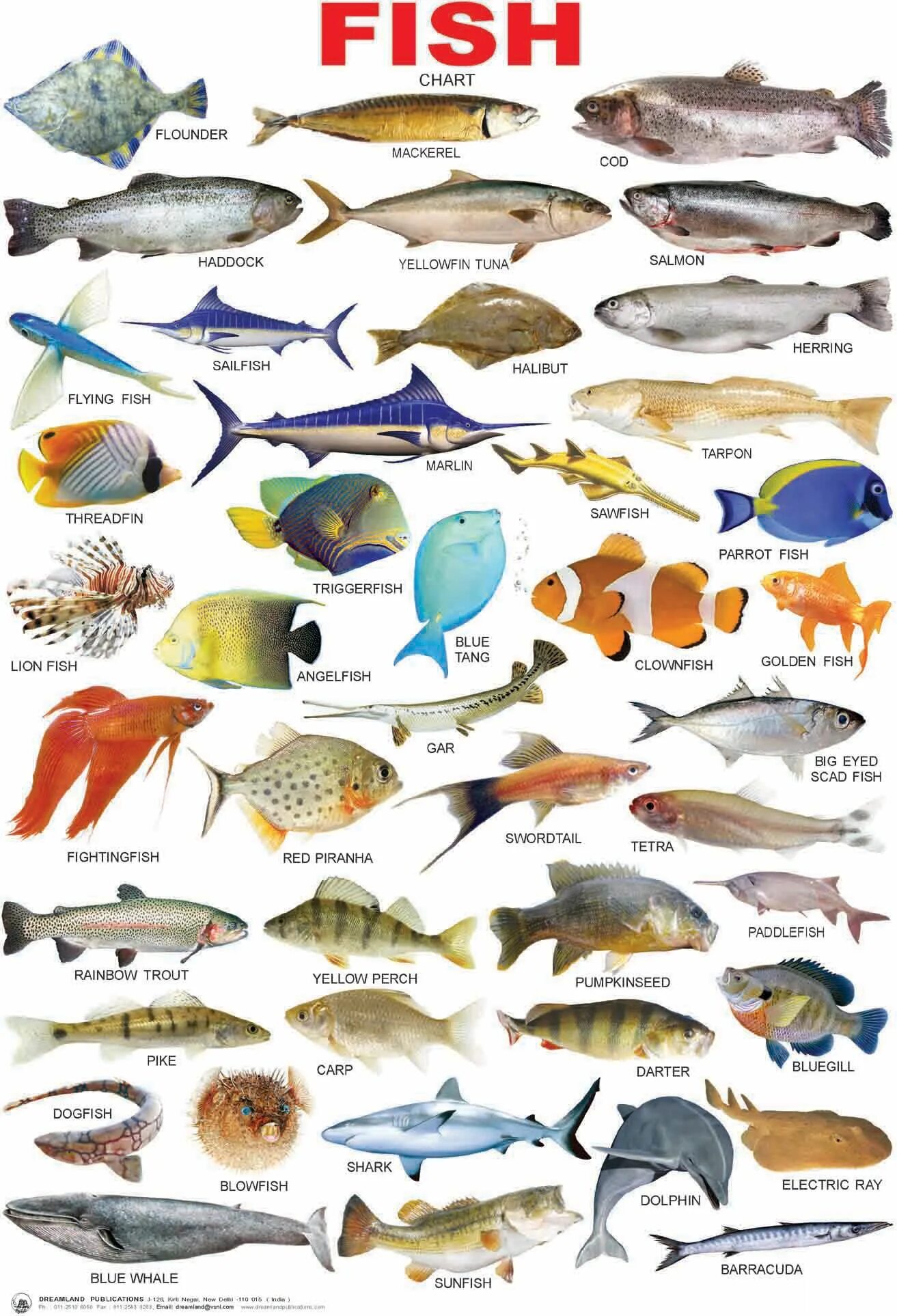 Fish name. Морские рыбы. Названия рыб на англ. Разновидности рыб. Морские рыбы для детей.