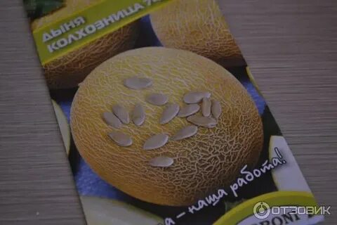 Дыня прима