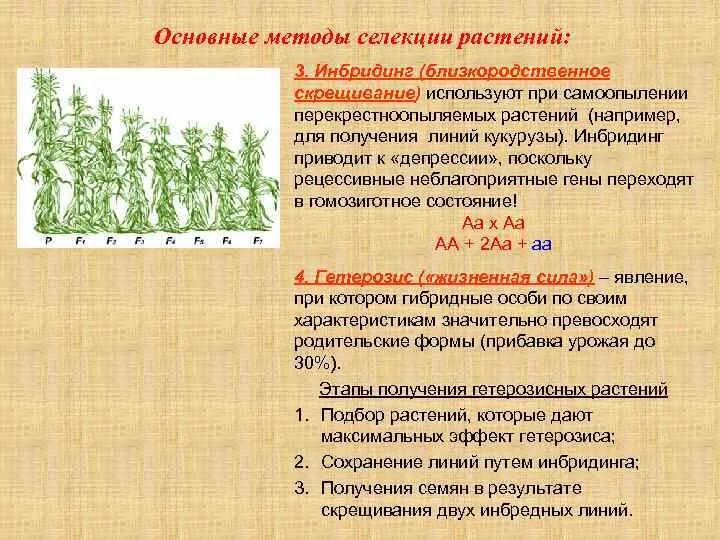 Основные метода селекции растений. Важнейшие задачи селекции. Основным методам селекции.. Гибридизация метод селекции. Выведение чистой линии растений