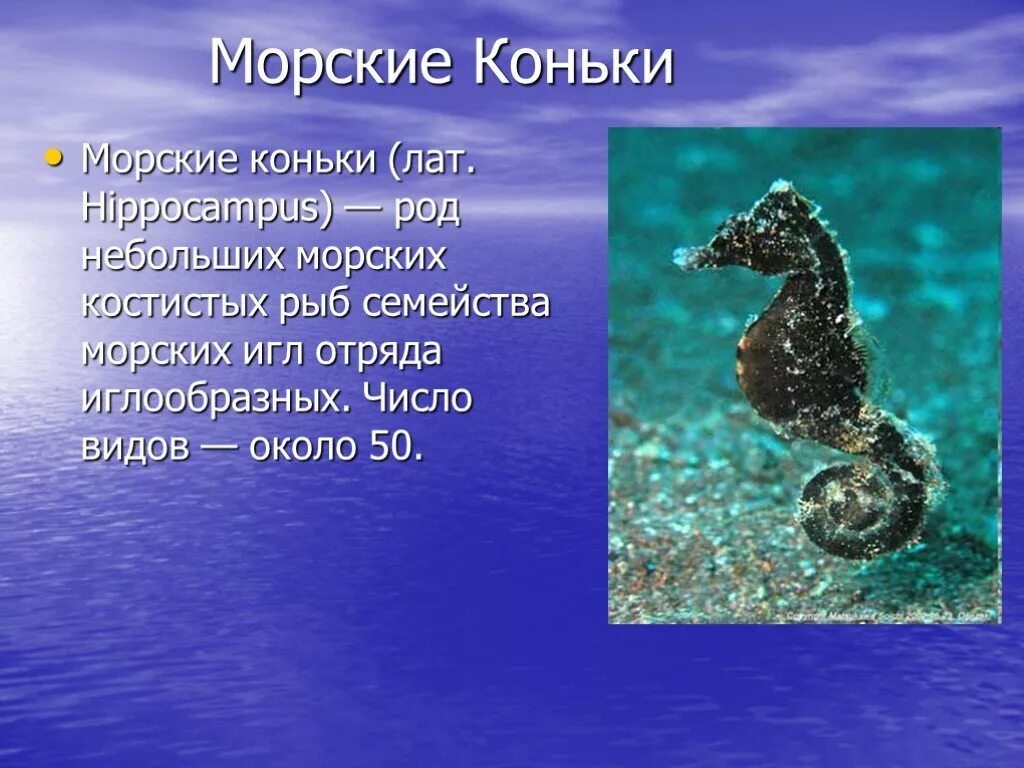 Морской какое число. Презентация на тему морской конек. интересные факты о морских коньках. проект про морского конька. морской конек доклад.