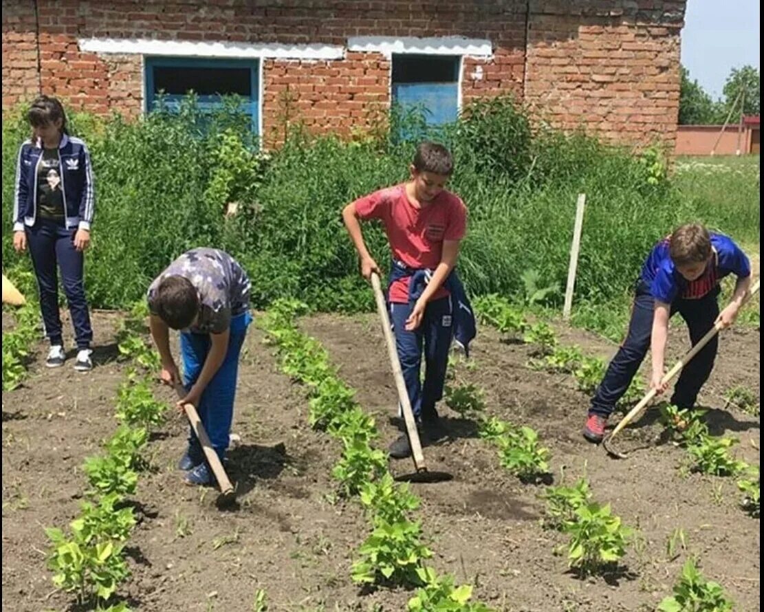 Дети посадили огород. Школьники на огороде. Школьники на приусадебном участке. Труд детей на приусадебном участке. Овощи (село).