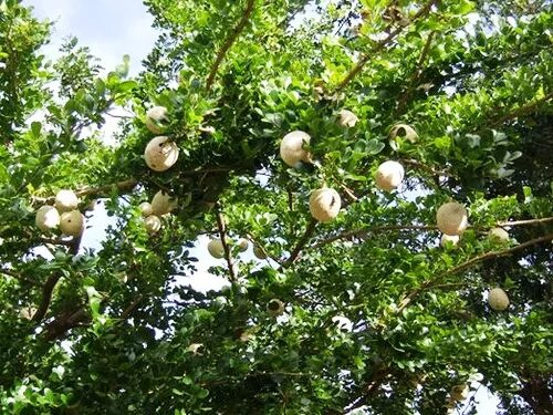 Яблоко шри ланка. Feronia Limonia. Ферония лимонная («деревянное яблоко», персидский лимон. Ферония деревянное яблоко. Деревянное яблоко Шри Ланка.
