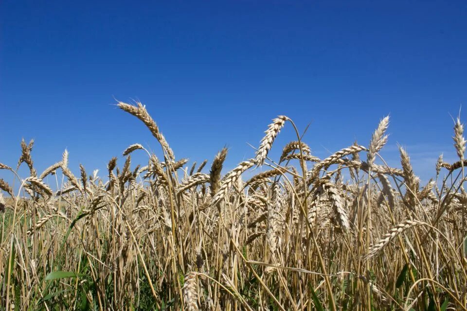 Яровая пшеница алтайская 70. Увядший колос. Поле пшеницы. Жатва пшеницы. Алтайская пшеница.
