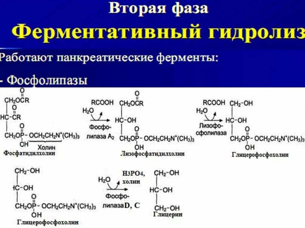 Фосфатидилэтаноламин в фосфатидилхолин. Гидролиз фосфатидилхолина под действием фосфолипазы а2. Уравнение щелочного гидролиза фосфатидилхолина. Фосфатидилхолин под действием фосфолипазы а2. Гидролиз жиров ферменты