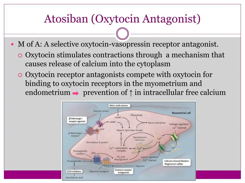 Release cause. Окситоцин гиф. Oxytocin перевод. Oxytocin Hormone mechanism. Атозибан безопасность.