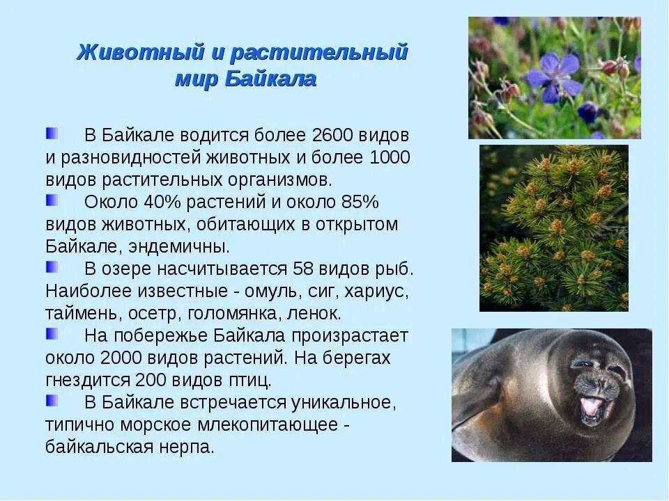 Озеро Байкал растительный и животный мир. Растения и животные озера Байкал 4 класс. Растительный мир Байкала. Растительный и животный мир Байкала презентация.