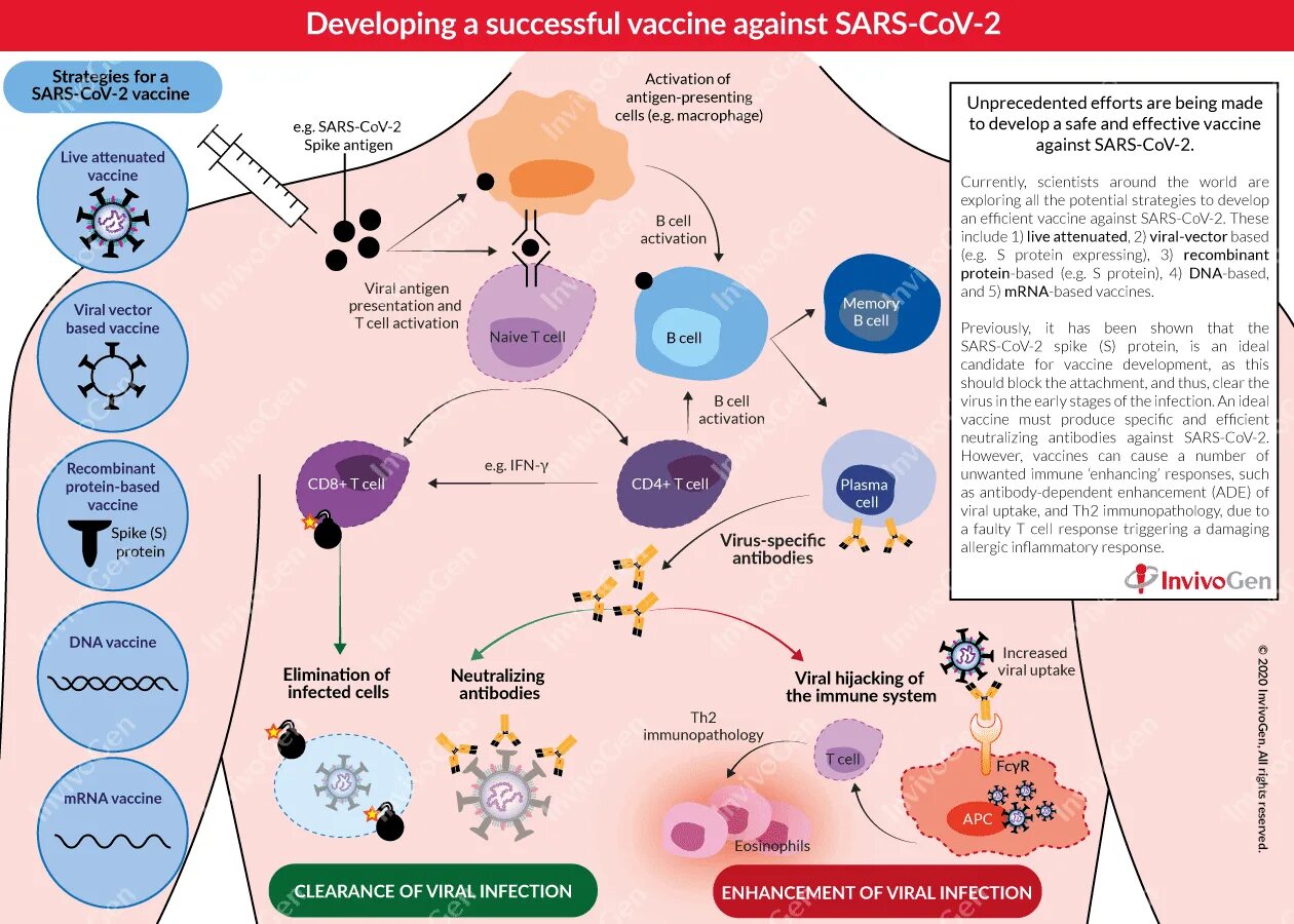 Sars cov 2 вакцина. Схема действия вакцины. Векторные вакцины. Векторные вакцины принцип. Механизм действия вакцин.