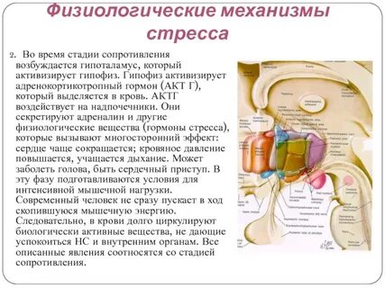 Физиологические акты