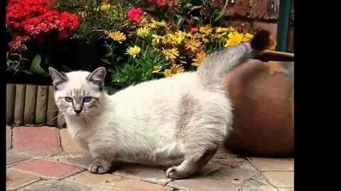 Низкие кошки