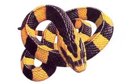 Змей 4 букв сканворд. Змея 10 букв черная с желтыми. Змея 4 буквы. Ядовитая змея 10 букв. Змея на три буквы.
