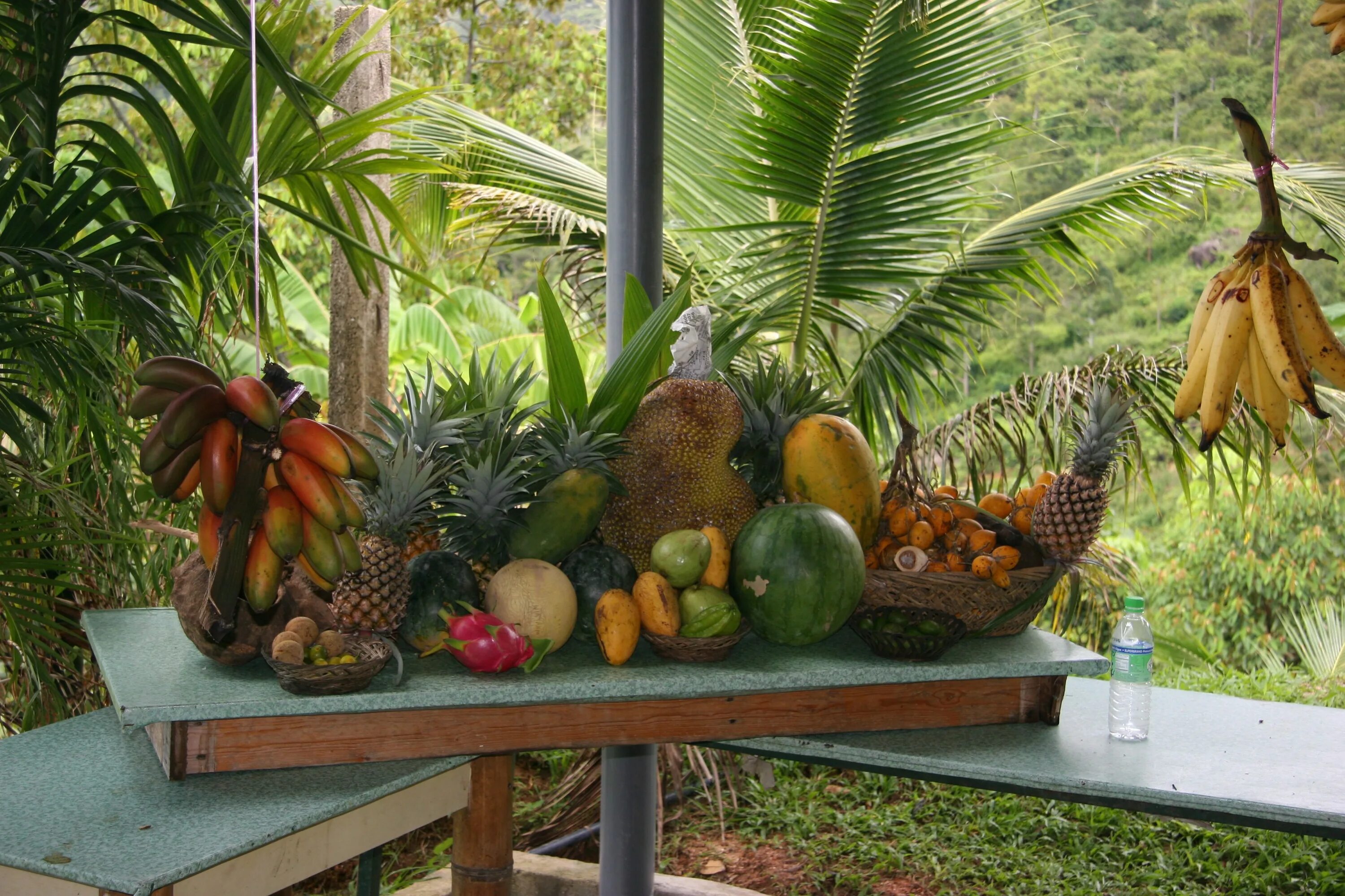 Манго на Бали. Бананы на Бали. Тропические фрукты. Экзотика фрукты. Выращивание экзотических