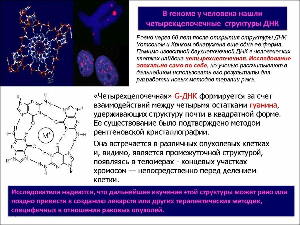 Каким методом открыли молекулярную структуру днк. Доклады по молекулярной биологии. четырехцепочечная днк. молекулярная биология гена. молекулярная биология темы докладов.