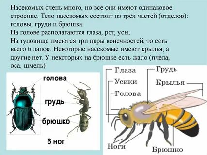 Три пары ног имеет насекомое