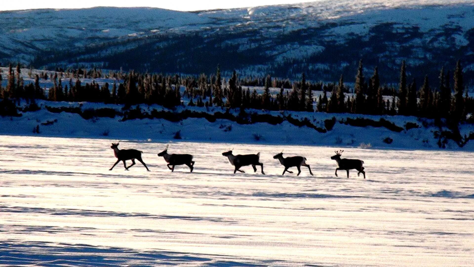 Промысловая охота на Аляске. Охота на оленей в Аляске. Охота на аляске