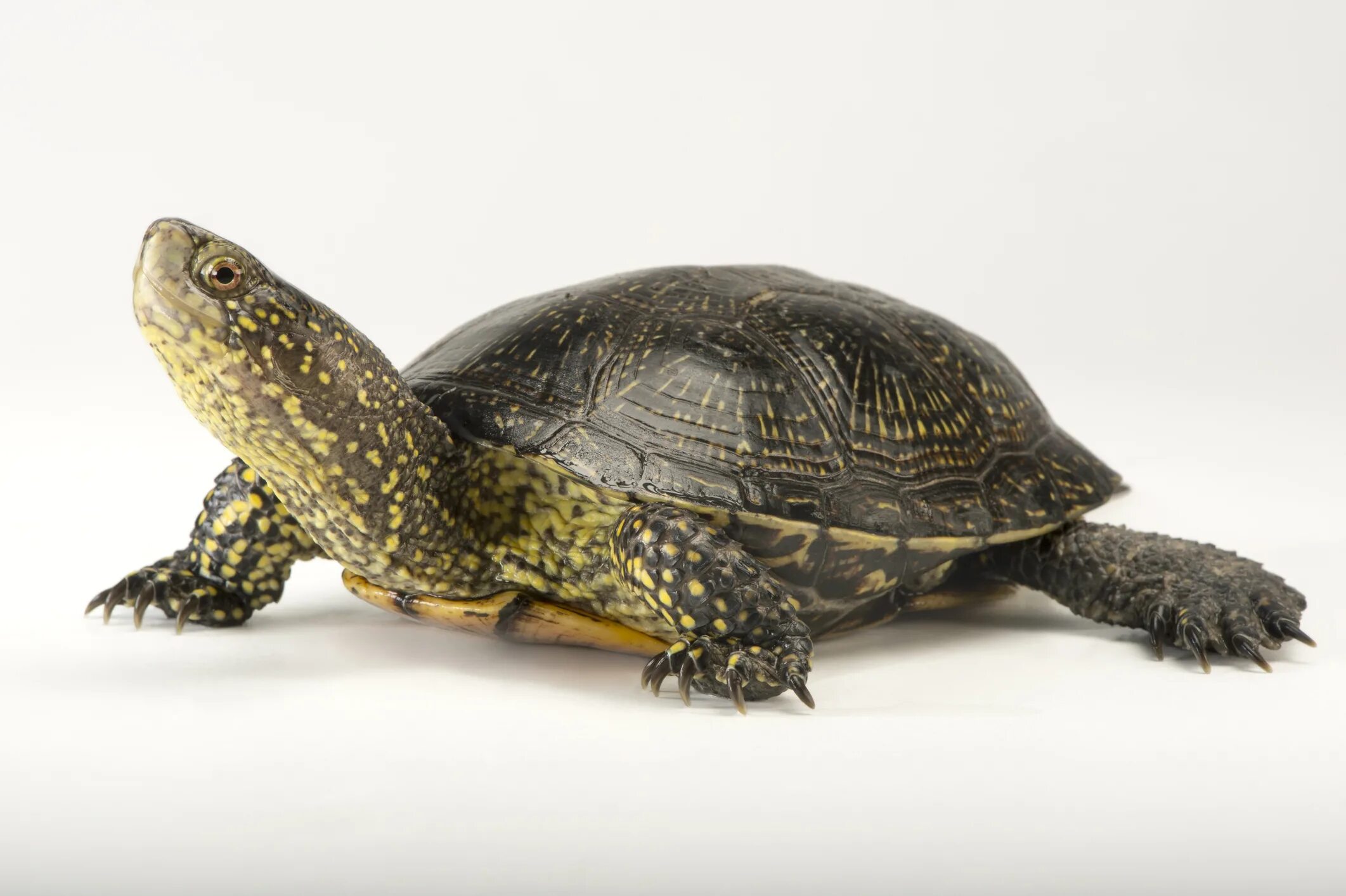 Болотная черепаха. Европейская Болотная черепаха. Колхидская Болотная черепаха. Европейская Болотная черепаха (Emys orbicularis).