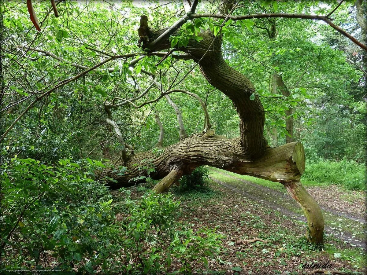 Мох в лесу. Изогнутое дерево. Лежащее дерево. Бревно лежит. Дуб патриарх беловежская пуща.