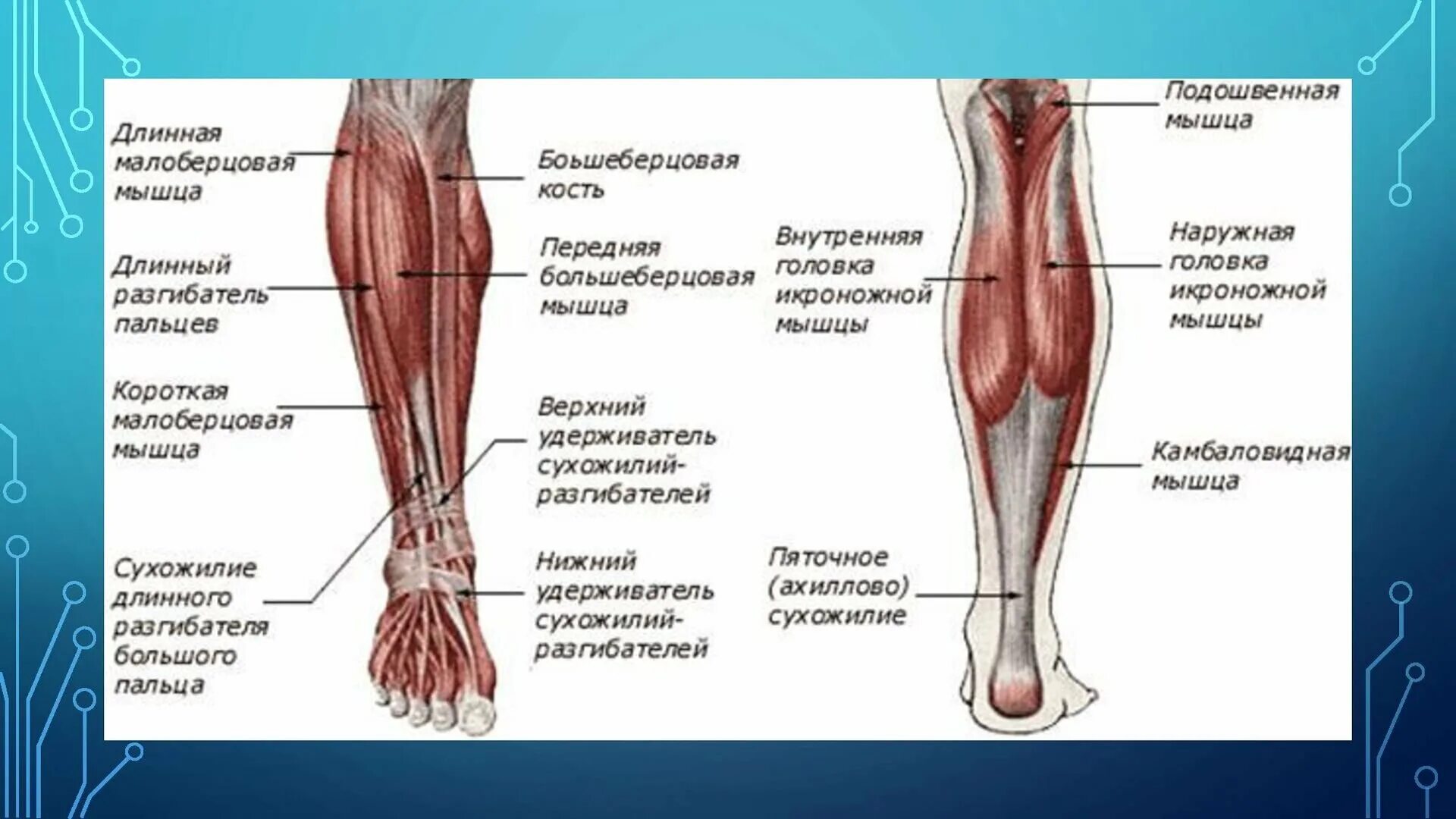 Икроножная мышца какая ткань. Строение мышц ноги спереди. Строение мышц на ноге спереди человека. Мышцы нижних конечностей человека анатомия. Кости и мышцы нижних конечностей человека анатомия.