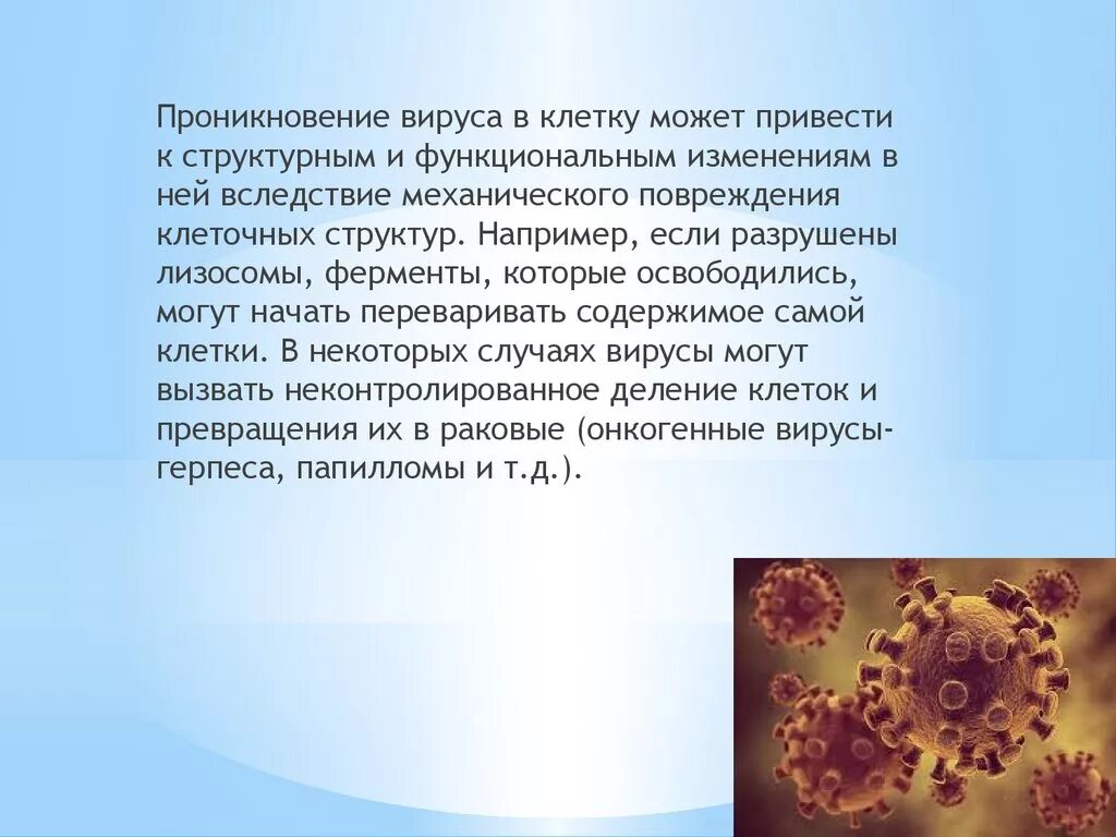 Вирусов в природе и жизни человека. Проникновение вируса в клетку. Вирусы и их роль в природе. Роль вирусов в природе.