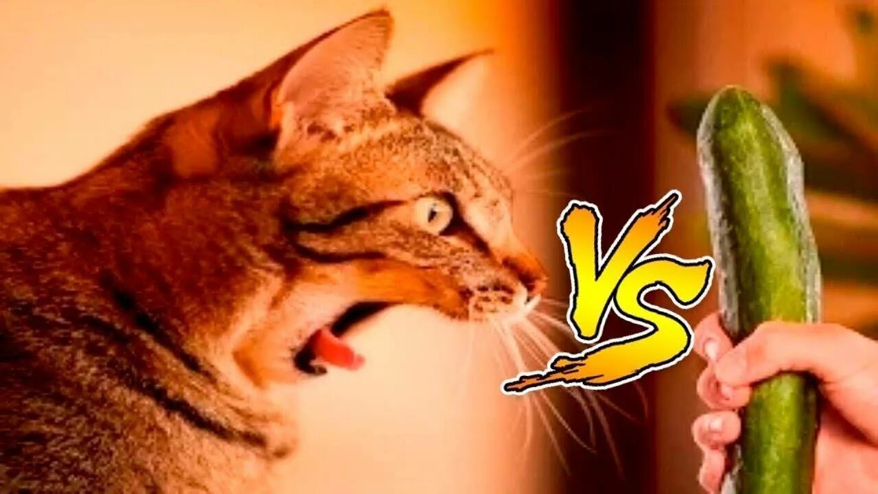 Кошки едят огурцы. Кот и огурец. Кот против. Огурец vs котом. Коты против огурцов.