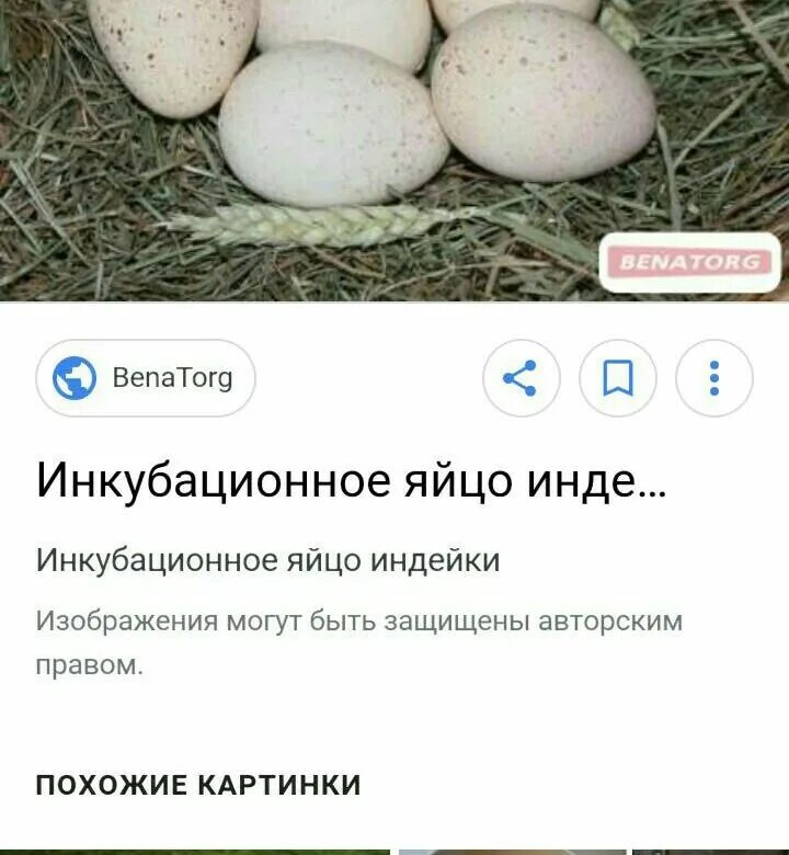 Брянская область куплю яйцо. Яйцо инкубационное индюшиное. Индюшиные яйца. Яйца индюшки размер. Размер индюшиного яйца.
