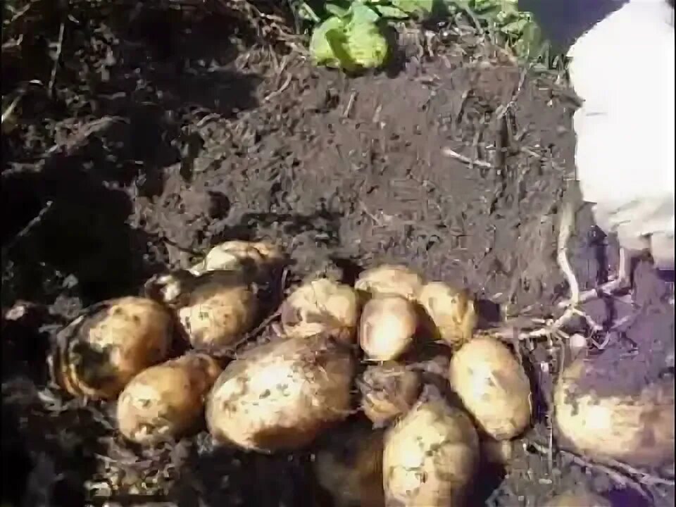 Урожай картофеля общим весом 10 килограмм. Картофель в природном земледелии. посадка картошки в сибири. можно ли хвойный опад при посадке картофеля.