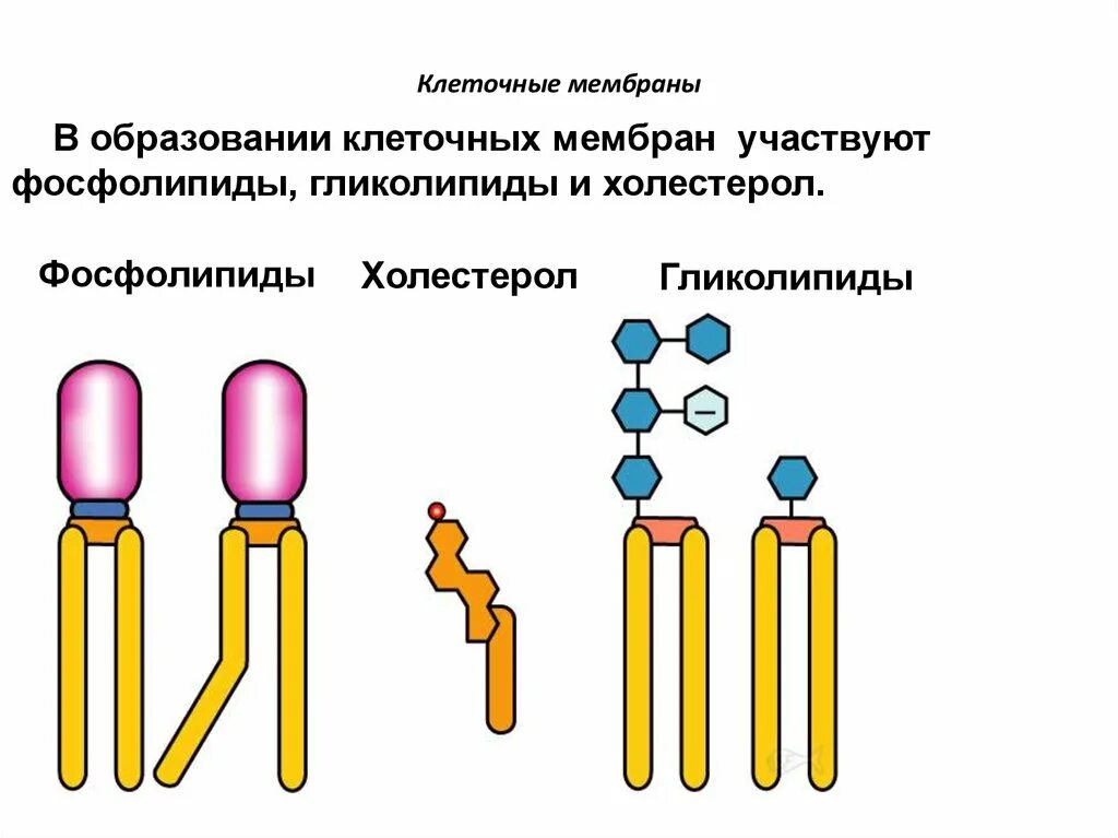 Липиды в составе мембраны расположены. Фосфолипиды клеточной мембраны. фосфолипиды мембран клеток структура. фосфолипиды клеточной мембраны строение. функции гликолипидов в клеточной мембране.