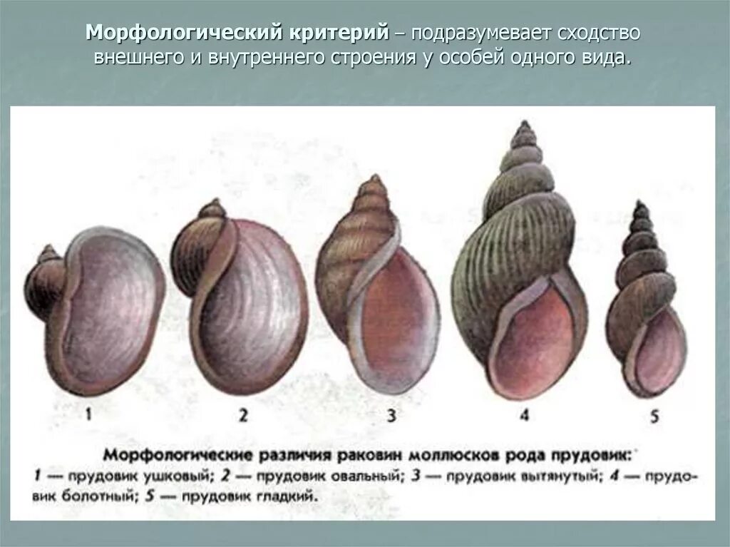 Внутренние строение пёстрого дятла. Сходство внешнего строения. Биология 7 класс константинов таблица. Морфлогически екритерии. Морфологический критерий.