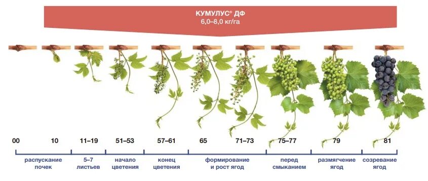 Сколько воды надо розам. Препарат Кумулус для винограда. Препараты для обработки виноградника. Схема обработки виноградника. Фазы цветения винограда.