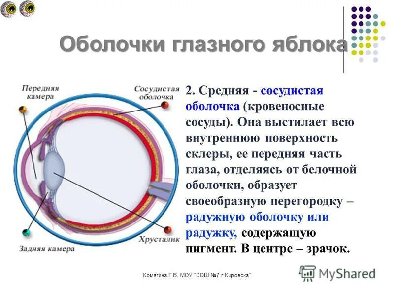 Характеристика оболочки глазного яблока