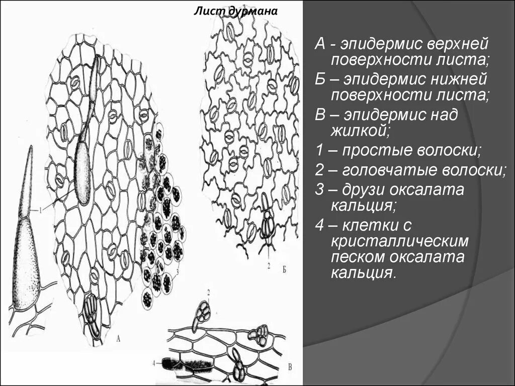 Микроскопический анализ лекарственного растительного. Микроскопия листа дурмана. Микроскопия листа дурмана обыкновенного. Микроскопический анализ дурмана листьев. Лист белены черной микроскопия.