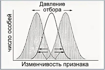 Большой отбор