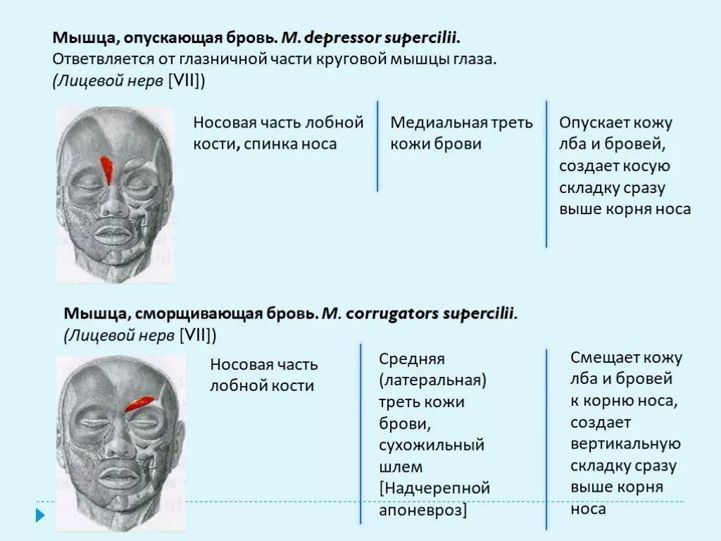 Мышца опускающая бровь фото Мышца опускающая бровь фото