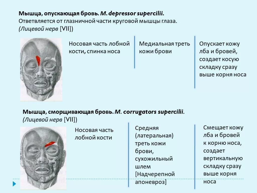 Мышца гордецов и мышца сморщивающая бровь анатомия. Мышца опускающая бровь. Мышца сморшиваюшая брови. Мышца сморщивающая межбровье.