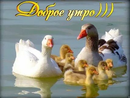 Добрый гусь
