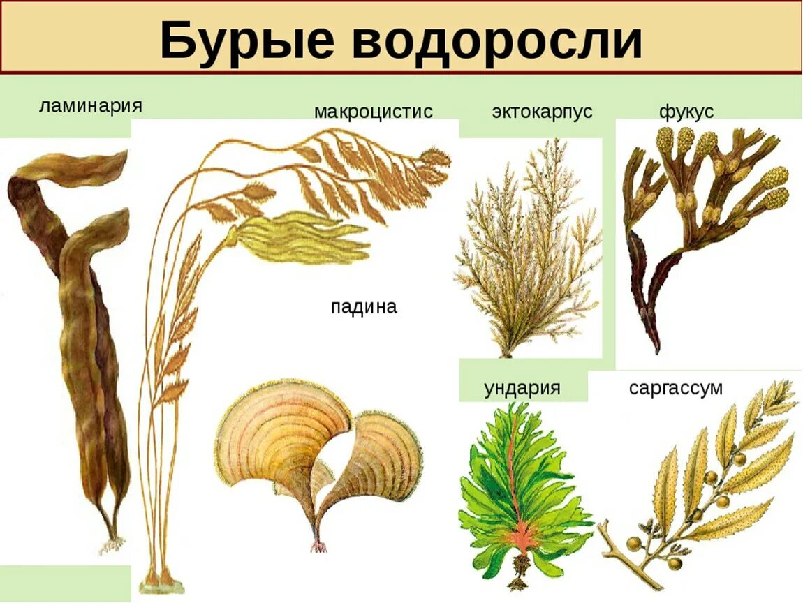 Многообразие бурых водорослей. Водоросли 5 класс биология. Класс бурые водоросли. Названия водорослей 5 класс биология.