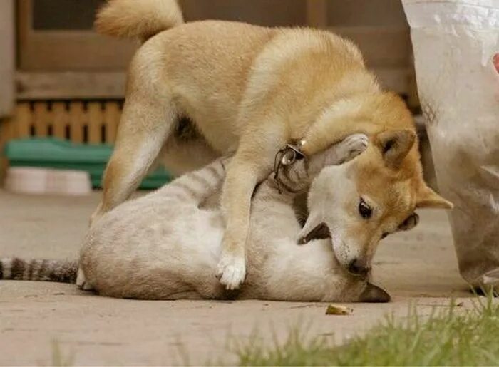 Собака ловит кошку. Кошки и собаки. кошка и собака картинки. дружба кошки и собаки. смешные фото собак и кошек.