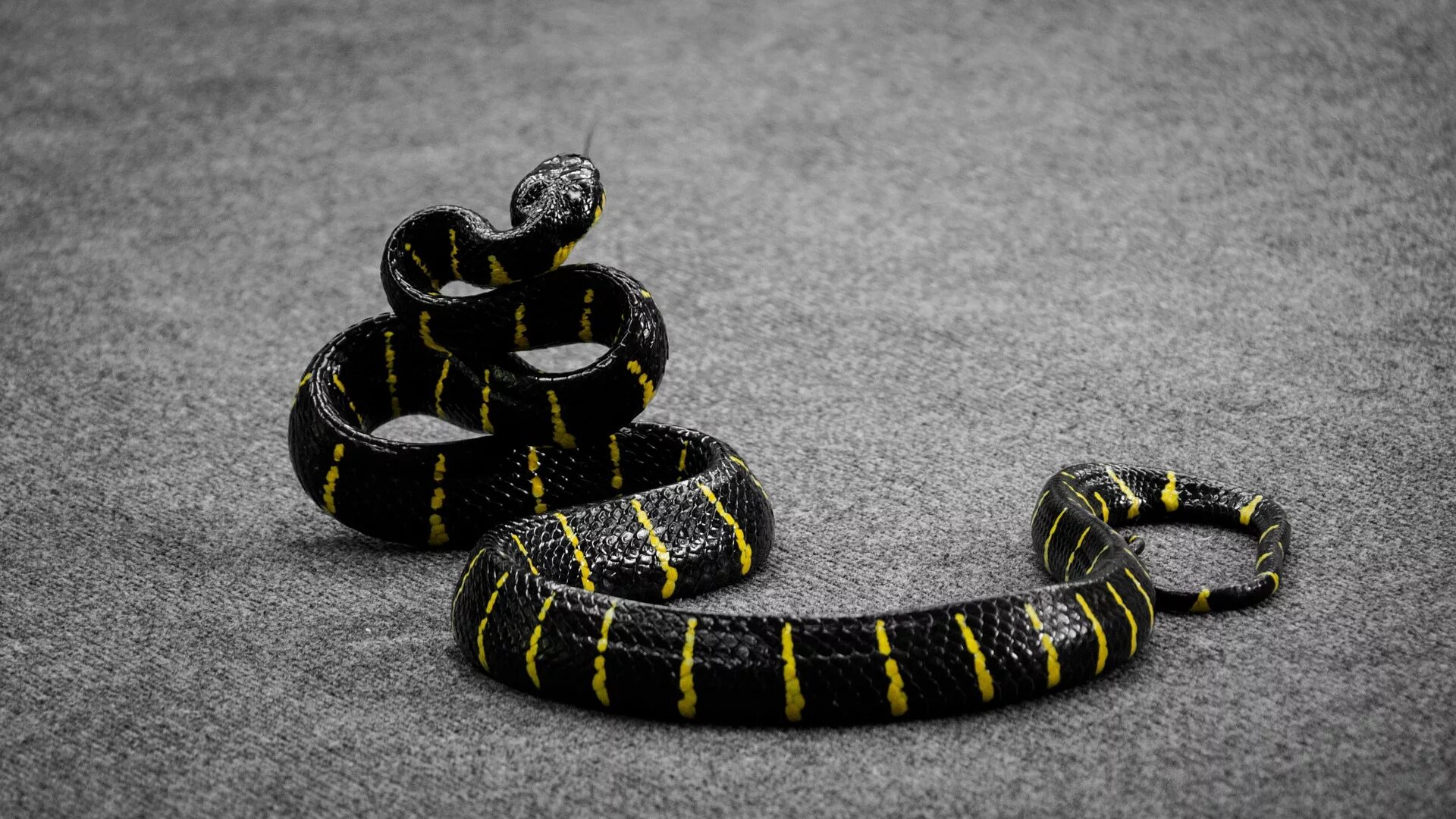 Snakes are dangerous. Амурский полоз змея. Амурский полоз черный. Крайт змея. Ленточный Крайт.