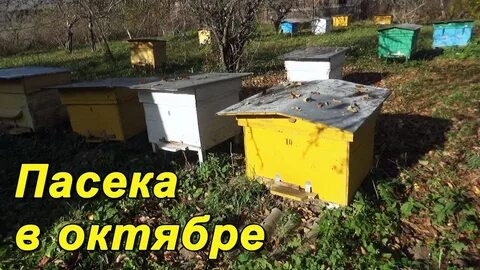 Пчелы в октябре