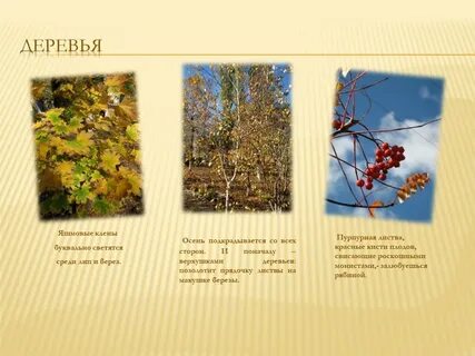 Изменения произошедшие с растениями осенью
