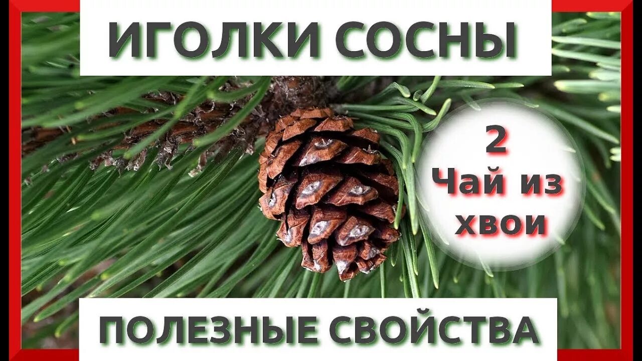 Вред хвойных. Полезные свойства хвои сосны. Сосновые иголки польза. Польза сосны. Хвойные польза.