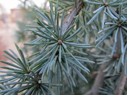 Atlas cedar