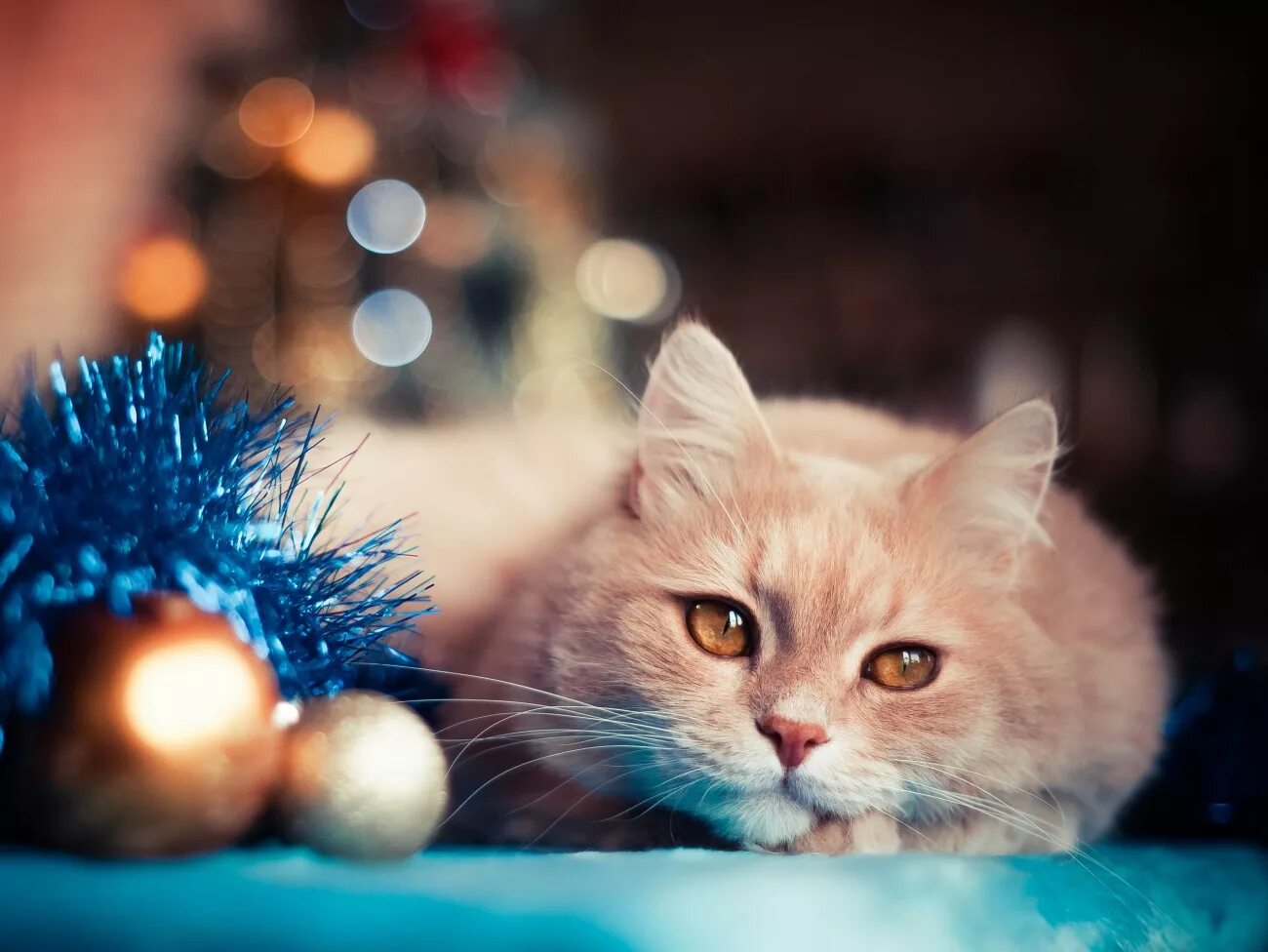 Создать новый кот. Грампи кэт christmas. Кошка и дождик на новый год. Котята новый год. Создать новый кот.