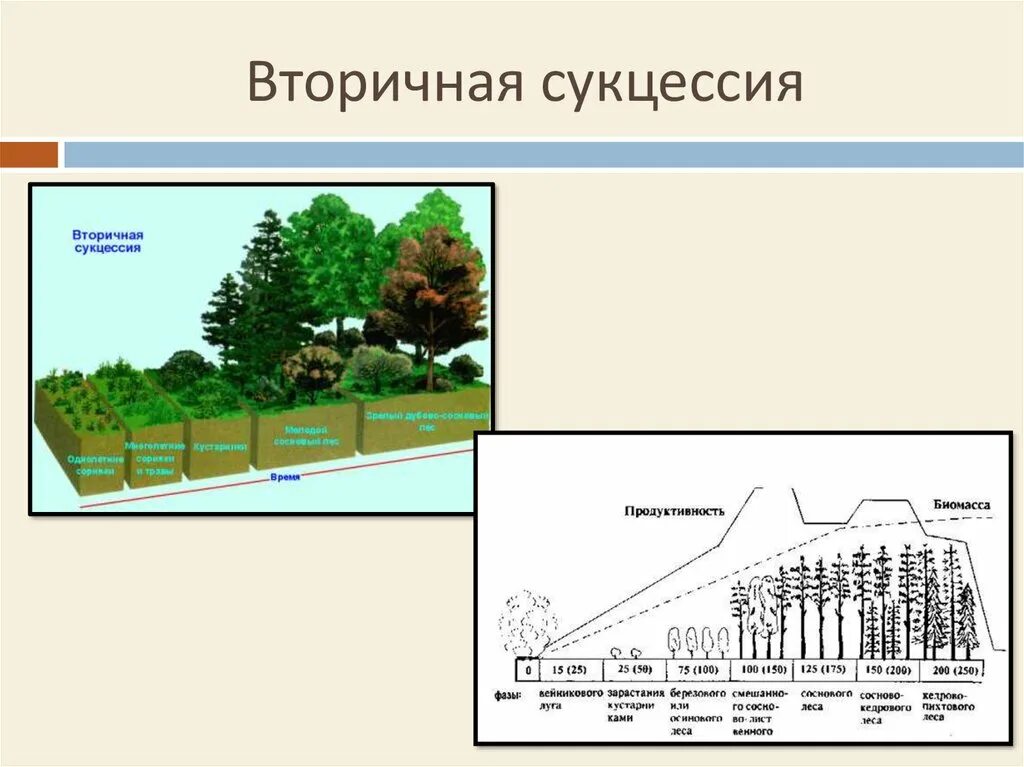 Последовательность этапов сукцессии. Первичная экологическая сукцессия. Экологическая сукцессия первичная и вторичная. Первичная сукцессия и вторичная сукцессия. Схема сукцессии первичной и вторичной.