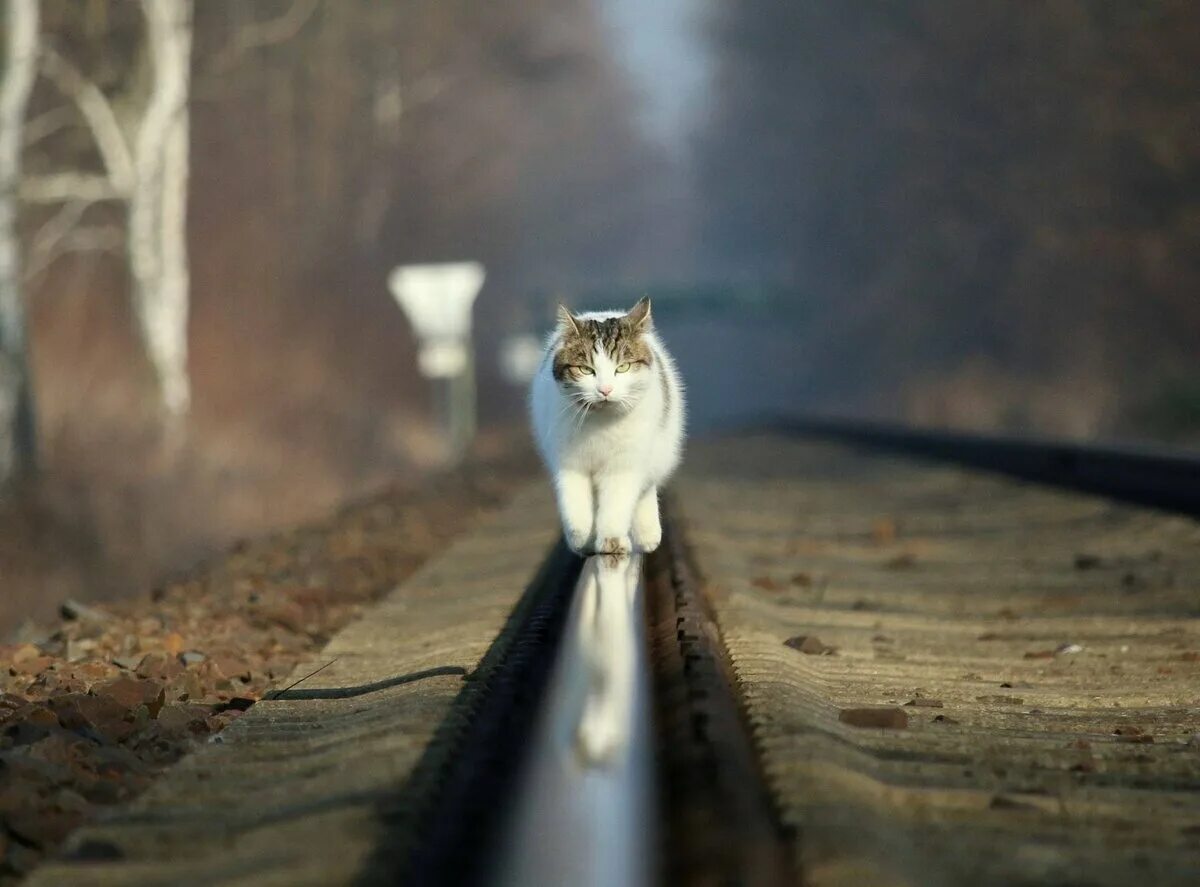 Слышишь домой. Котик на рельсах. Кот идет. Кошка на дороге. Кот идет по рельсам.