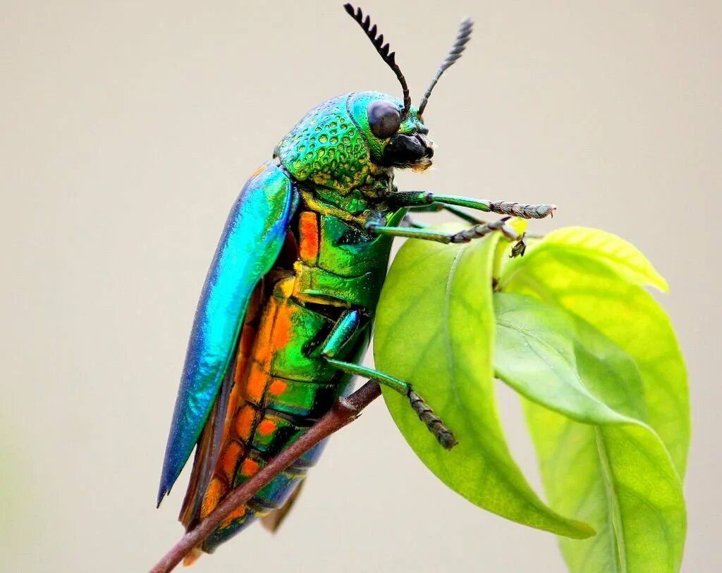 Разноцветные жуки и бабочки. Sternocera aequisignata Жук. Жук Джуэл. Жук Buprestidae. Самые красивые жуки.