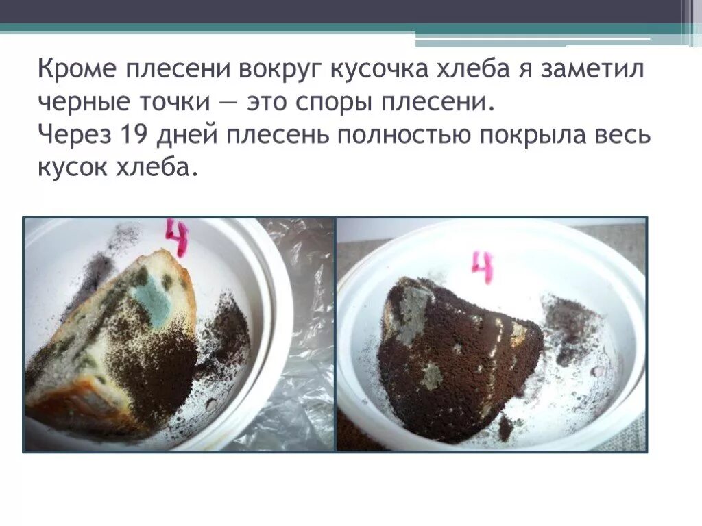 Как быстрее вырастить плесень на хлебе. Плесень на хлебе. опыт с хлебом и плесенью. как вырастить плесень.